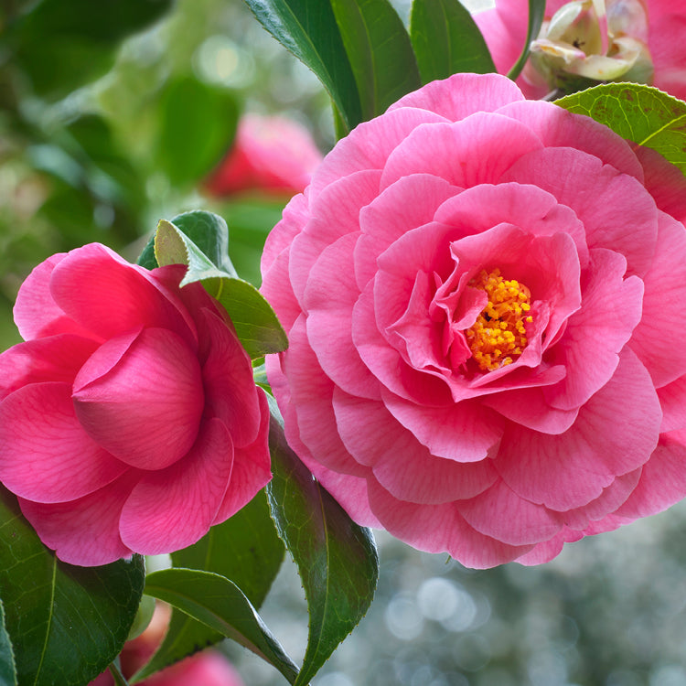 Camellia Membership (Individual)